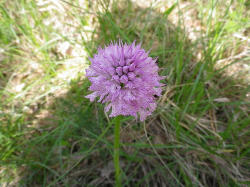 Orchidea rosa - Neotinea tridentata