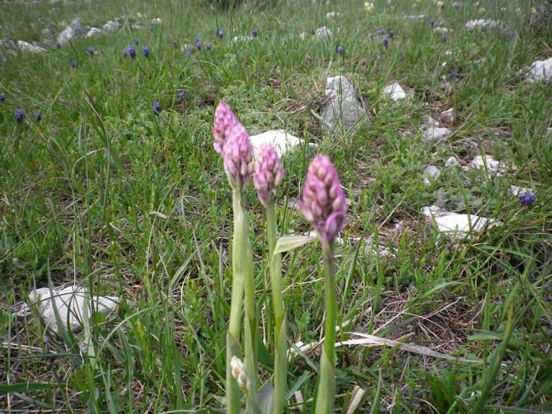 Neotinea tridentata