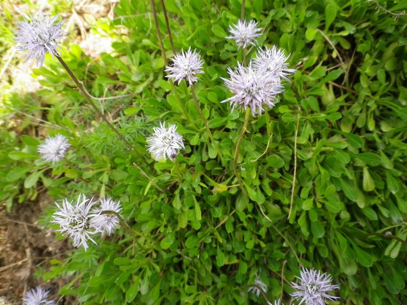 Globularia meridionalis / Vedovelle appenniniche