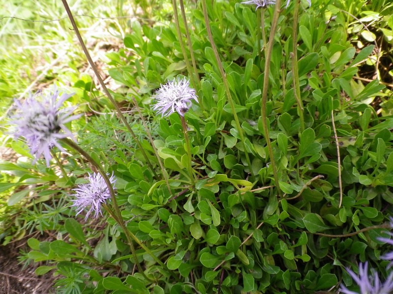 Globularia meridionalis / Vedovelle appenniniche