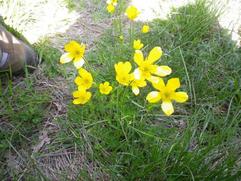 Gialli e lunghi - Ranunculus millefoliatus