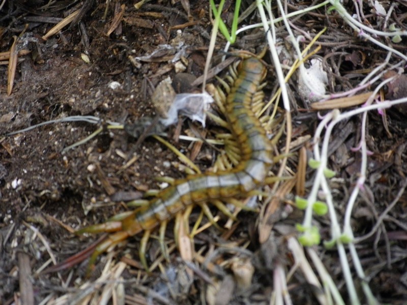 Una scolopendra