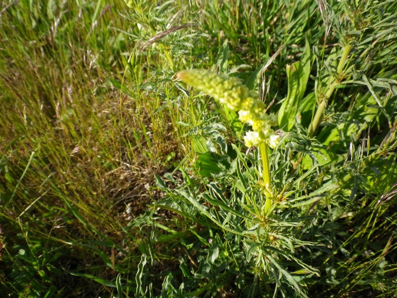 Sconosciuto nel prato - Reseda lutea