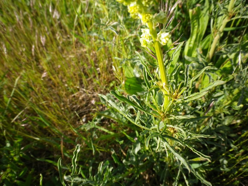 Sconosciuto nel prato - Reseda lutea