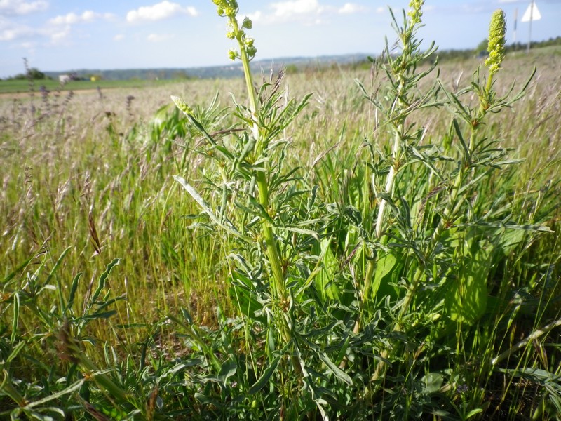 Sconosciuto nel prato - Reseda lutea