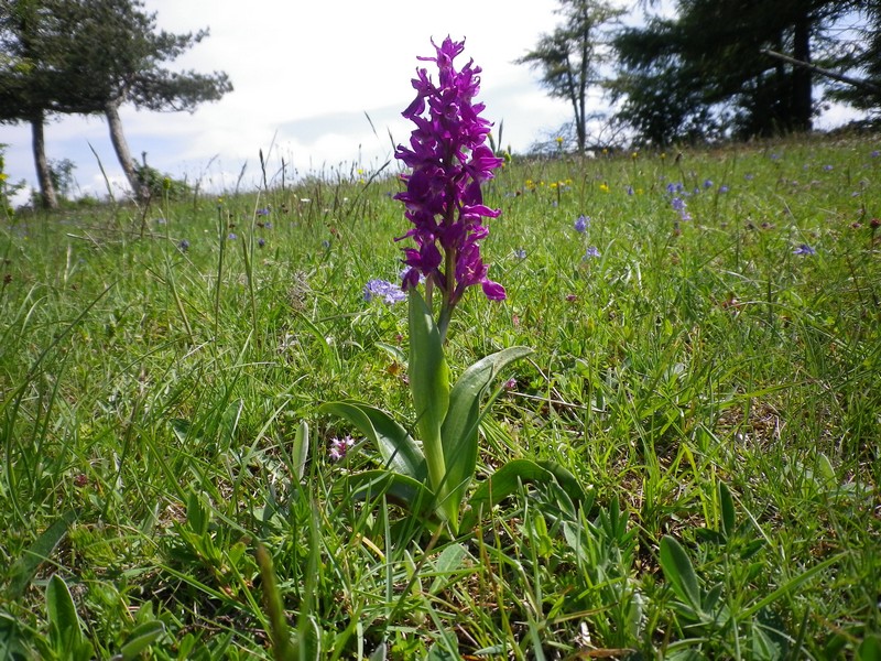 Anacamptis morio e Orchis mascula.