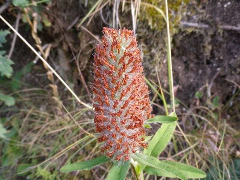 Trifolium rubens