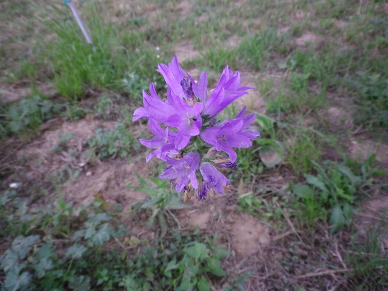 Campanula spicata