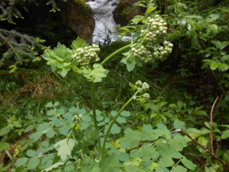 Piante da determinare vicine ad un torrente montano