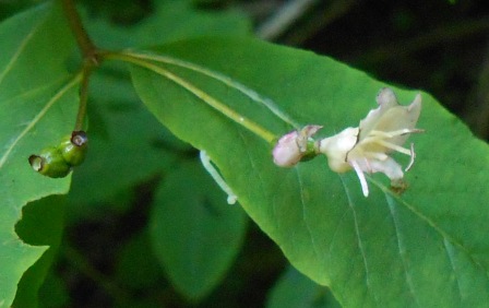 Lonicera nigra / Caprifoglio nero