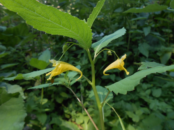 specie montana-Lagorai- Impatiens noli-tangere