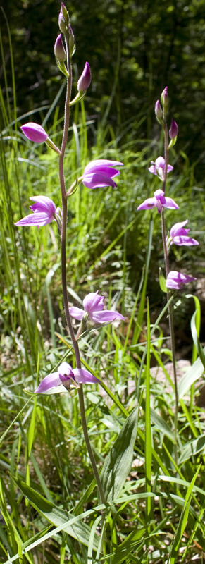 Cephalanthera rubra