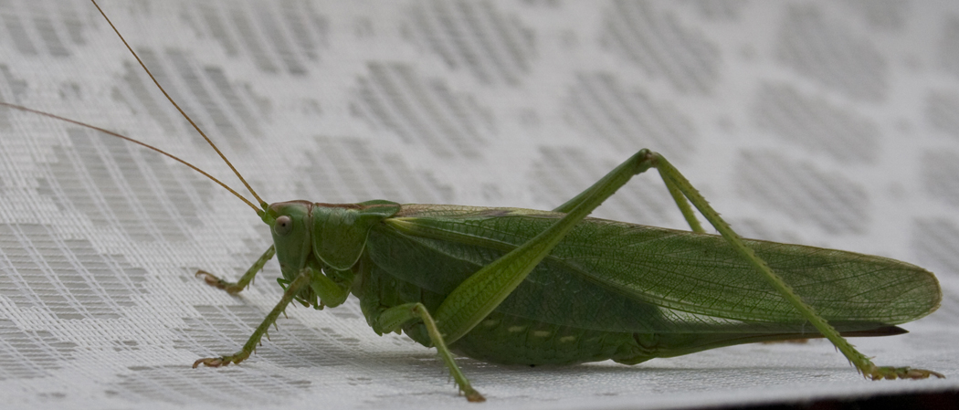 Tettigonia viridissima?