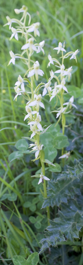 Platanthera bifolia?