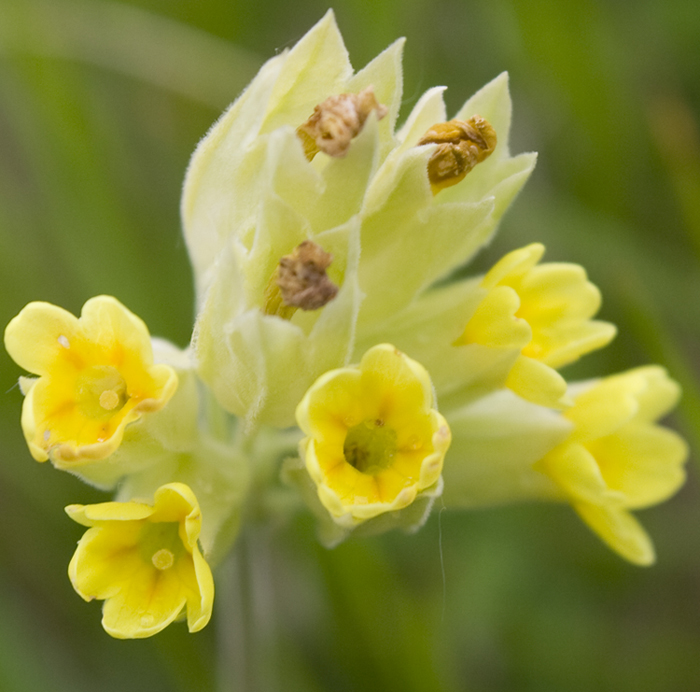 Primula elatior? no, Primula veris