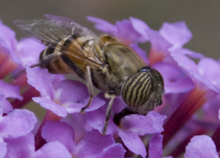 Eristalinus taeniops (Syrphidae).