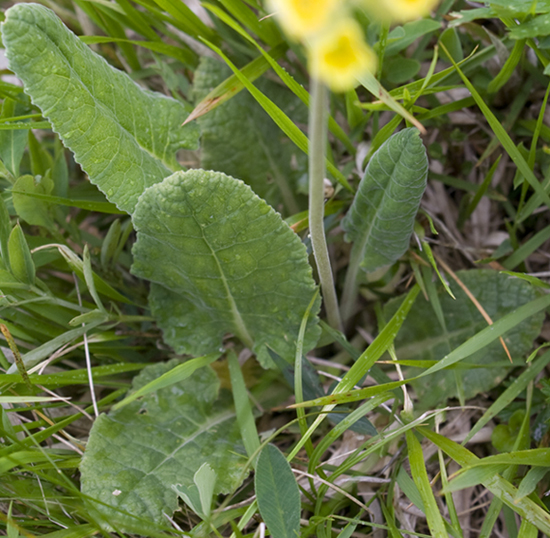 Primula elatior? no, Primula veris