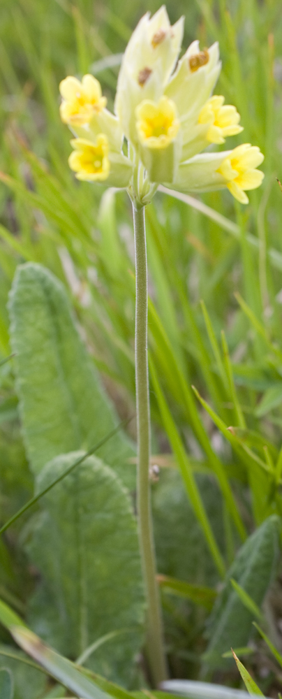 Primula elatior? no, Primula veris