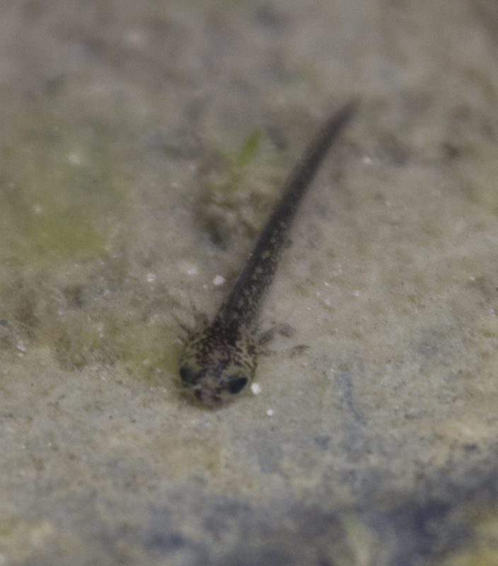 Salamandra pezzata? Salamandrina perspicillata, larva
