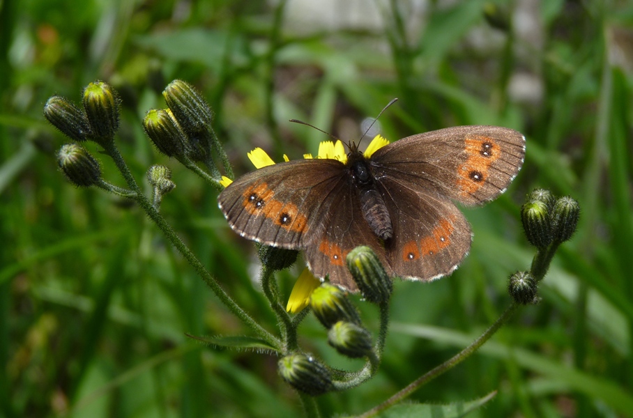 Erebia da determinare