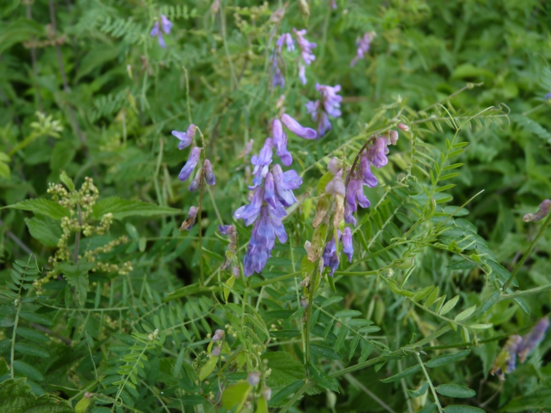 Vicia cracca da confermare