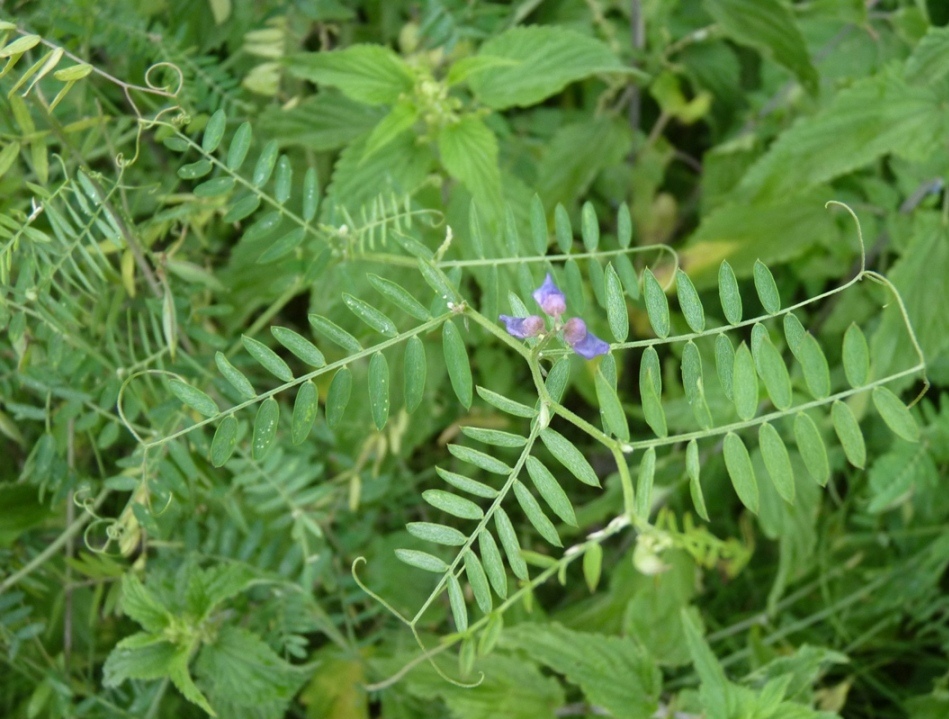 Vicia cracca da confermare