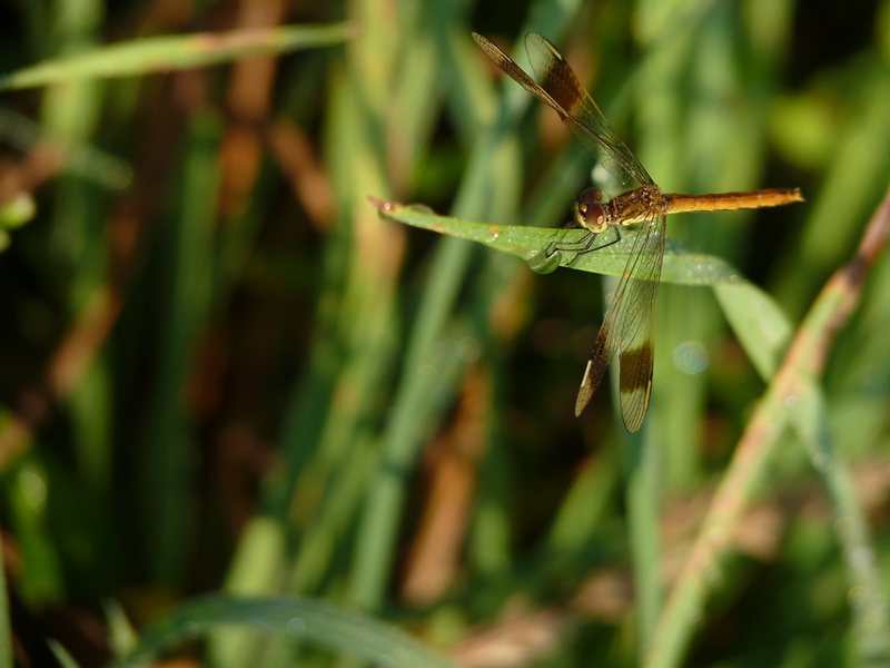 Gemme...Pedemontane - Sympetrum pedemontanum