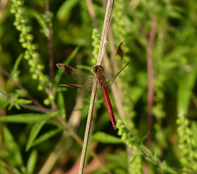 Gemme...Pedemontane - Sympetrum pedemontanum