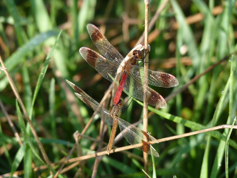 Gemme...Pedemontane - Sympetrum pedemontanum