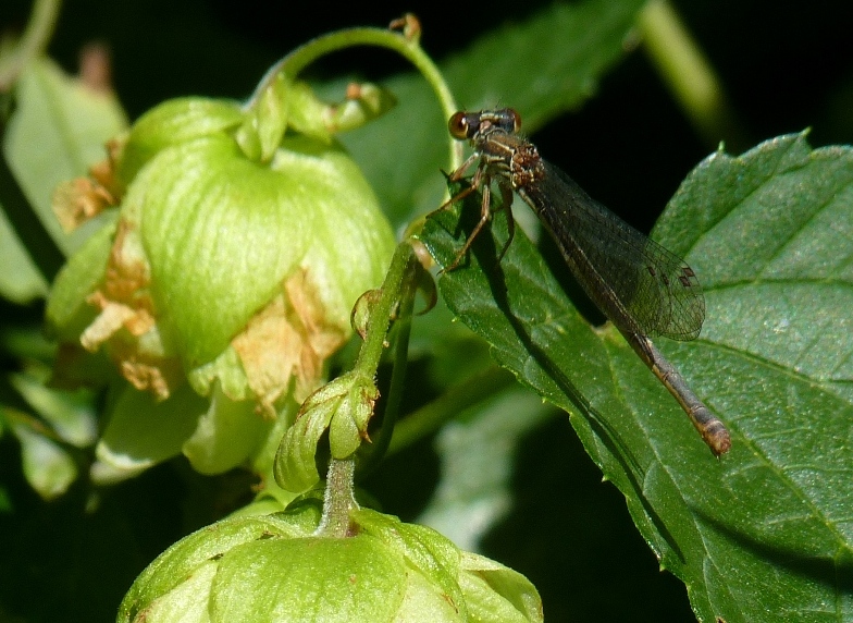 CeriagrIon tenellum (MELANOGASTRUM?)