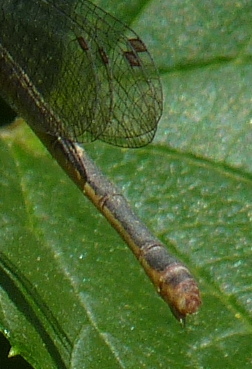 CeriagrIon tenellum (MELANOGASTRUM?)