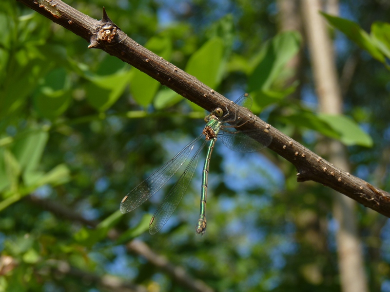 Chalcolestes parvidens e Lestes sponsa