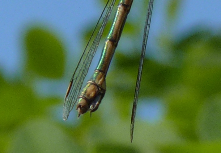 Chalcolestes parvidens e Lestes sponsa