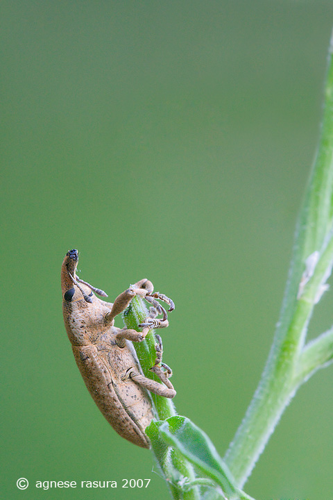 curculionide molto simpatico: Lixus sp.