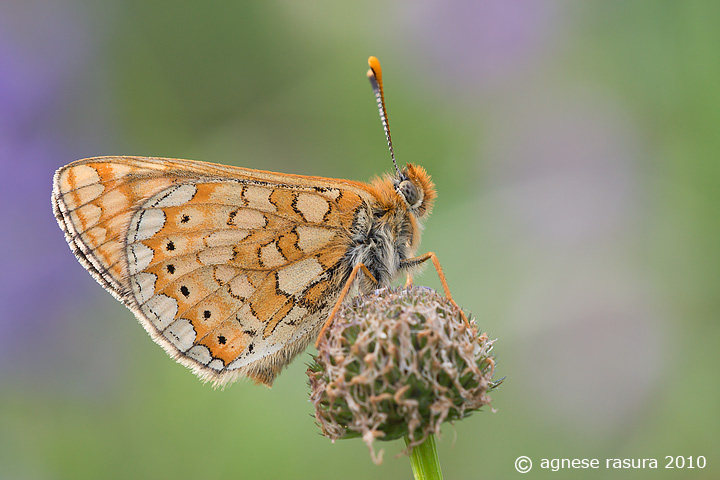 ci ho provato ma ...identif. please: Euphydryas aurinia