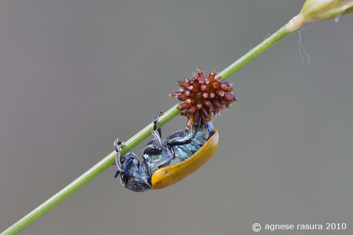 Labidostomis cfr humeralis: deposizione