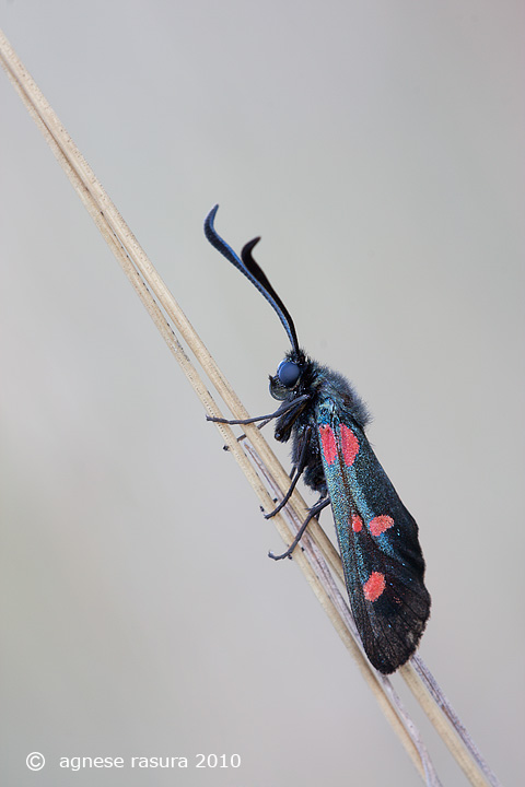 zygaena da id