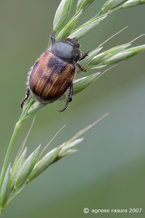 Anisoplia villosa? No, A. monticola