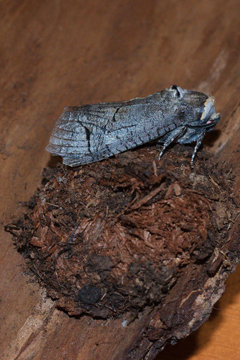 cossus cossus