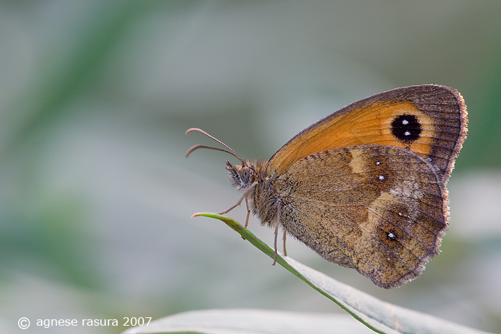 Pyronia tithonus ? - S, Pyronia (Pyronia) tithonus