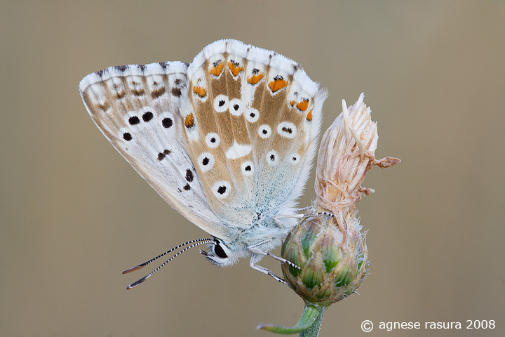 polyommatus bellargus ?