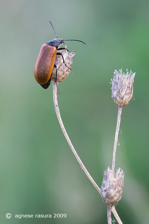 Lydus trimaculatus italicus? No, Omophlus