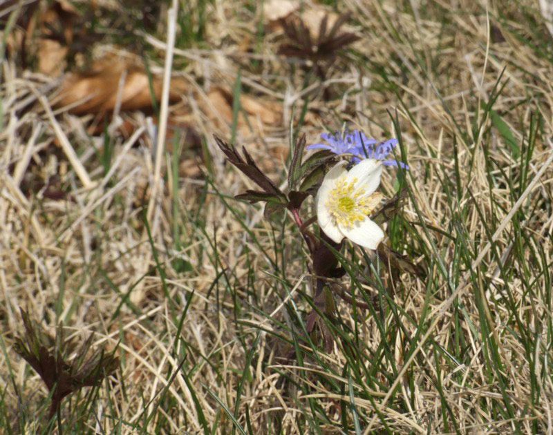 Anemonoides nemorosa