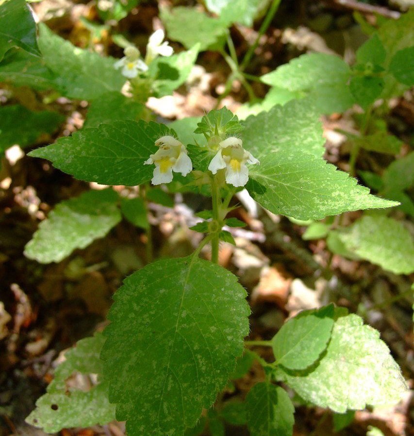  una labiata? si,  Galeopsis