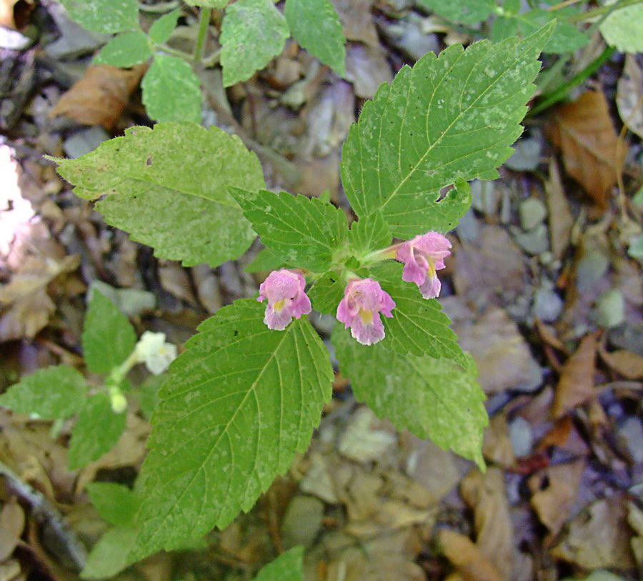  una labiata? si,  Galeopsis