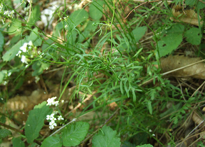 Murbeckiella zanonii /  Erba cornacchia di Zanoni