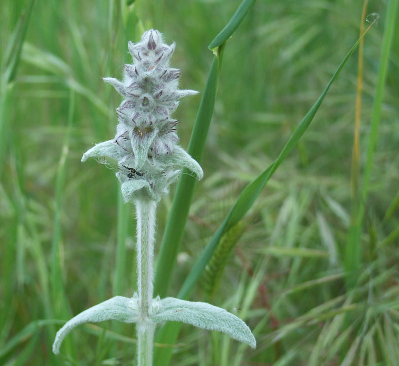 piante pelose - Stachys ...