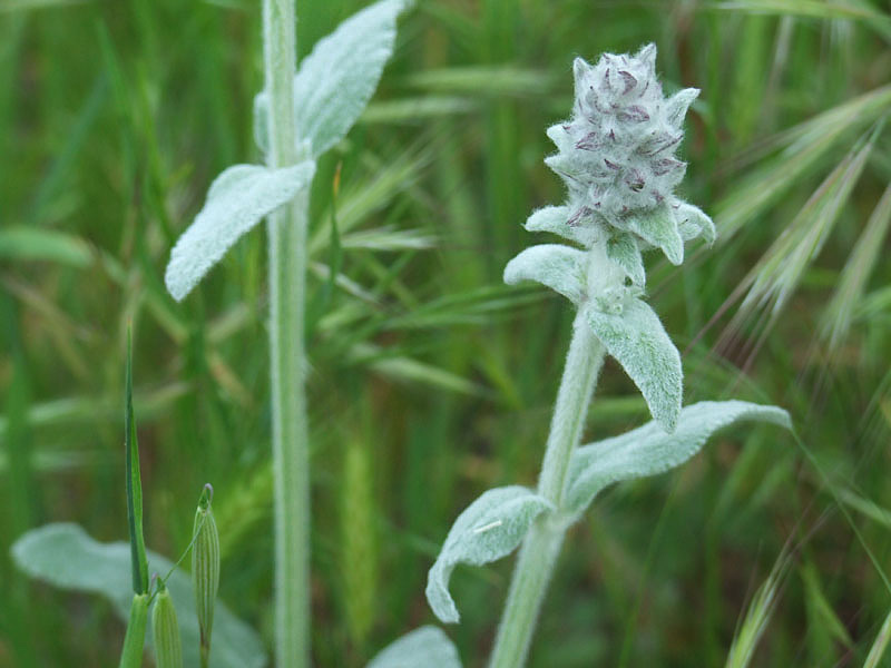 piante pelose - Stachys ...