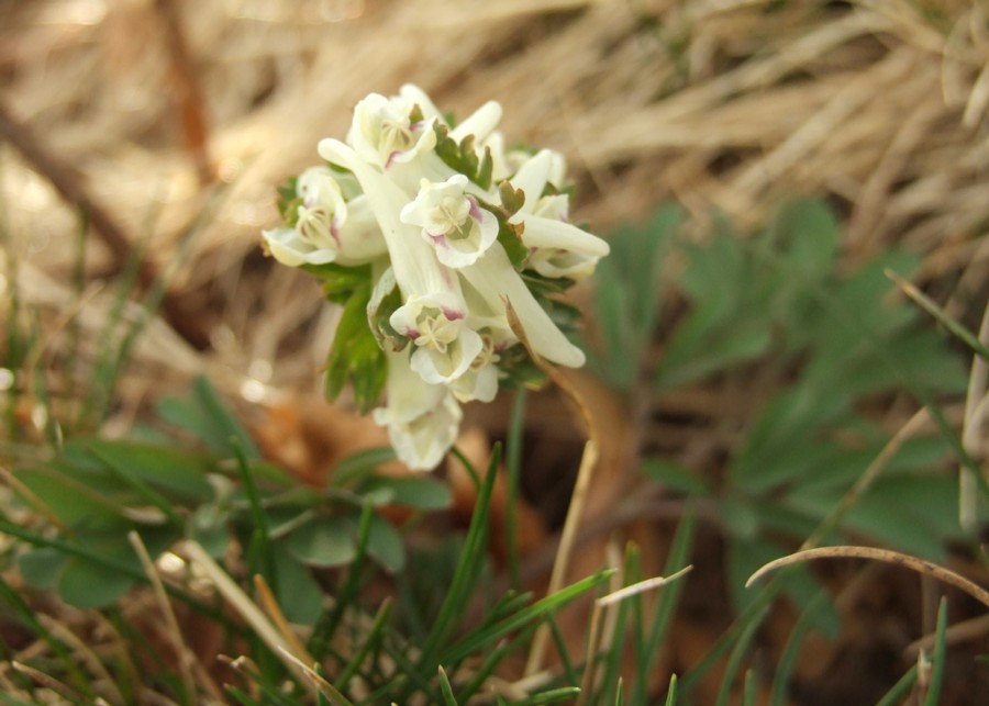 Corydalis pumila / Colombina minore