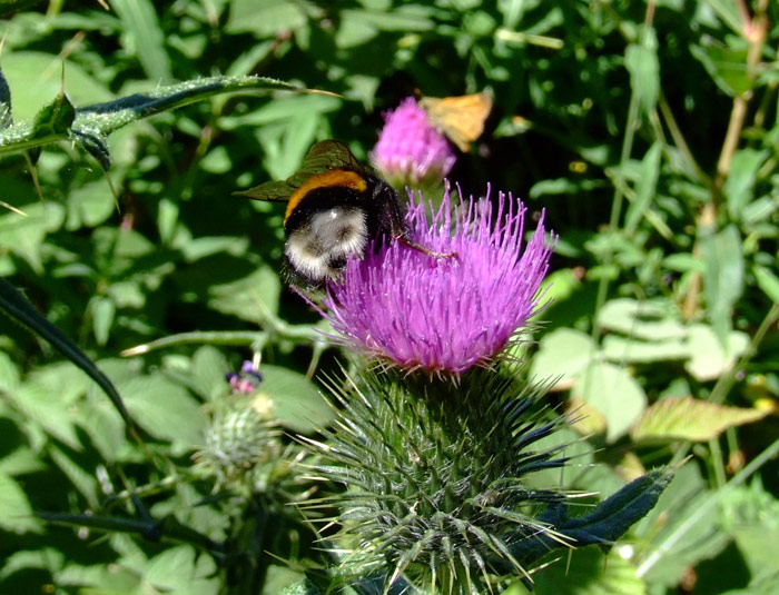 A ognuno il suo SEDERE!